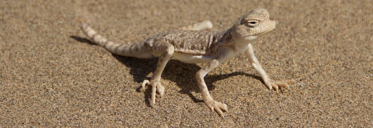 Un petit lézard du désert de Maranjab en Iran